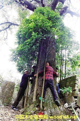 ���{�F800�q��z�ľ Ʒ�Nϡ�Ѓrֵ�@��