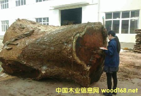 張家港木材市場新樹種:雨樹