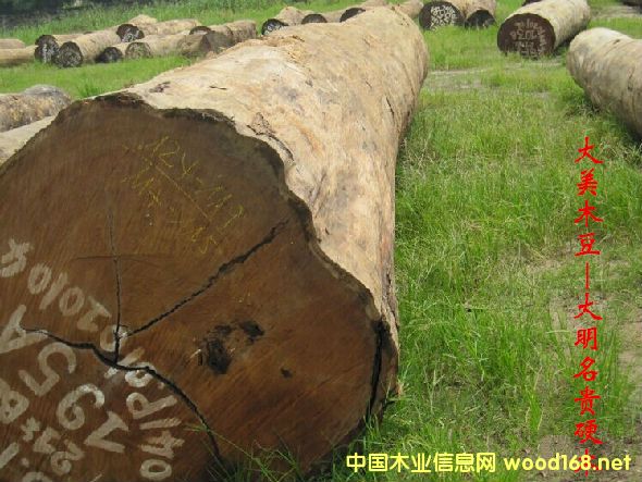 木材樹種詳解--大美木豆 俗稱:柚木王