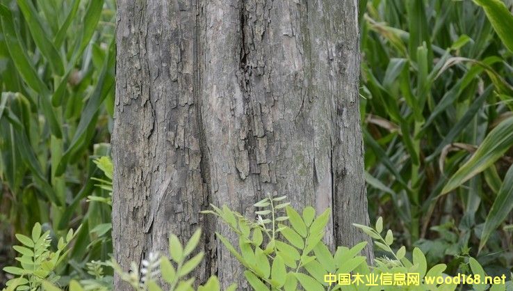 ��ֺ�S̴����t��֦��ľ�ĵĽ��׬F���c�A�y