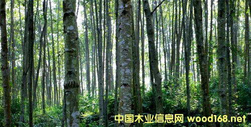 ���Ϙ壺����ľ�Ĺ��o��ȫ ���M(j��n)�a(ch��n)�I(y��)�D(zhu��n)������(j��)