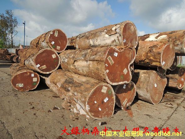 木材樹種詳解--大綠柄桑木 俗名:非洲黃金木