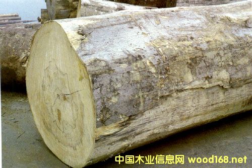 ���Ҹ�ľ���Ј��������_�Tľ����؛�ٶ����