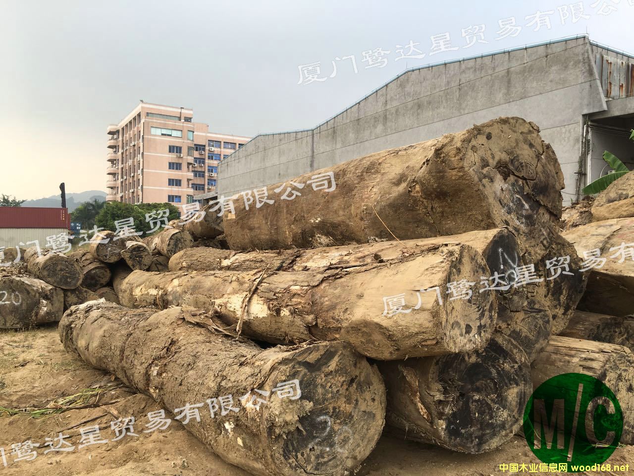 ��������ľ