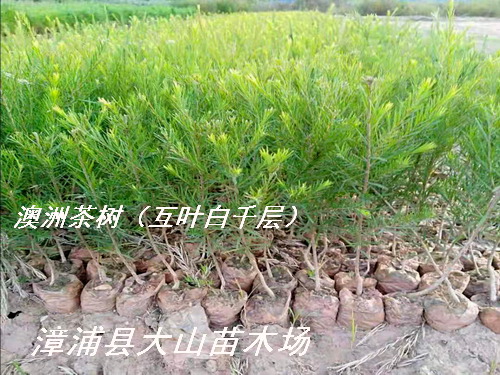 ���޲���绥�~��ǧ�����Ԕ����B