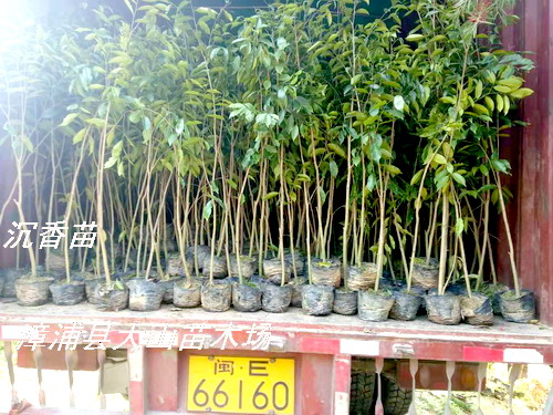 �����磬���ϳ��㣬�V�|����