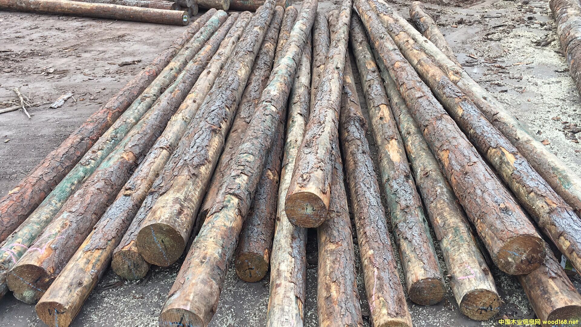 �����ɴ�ľ