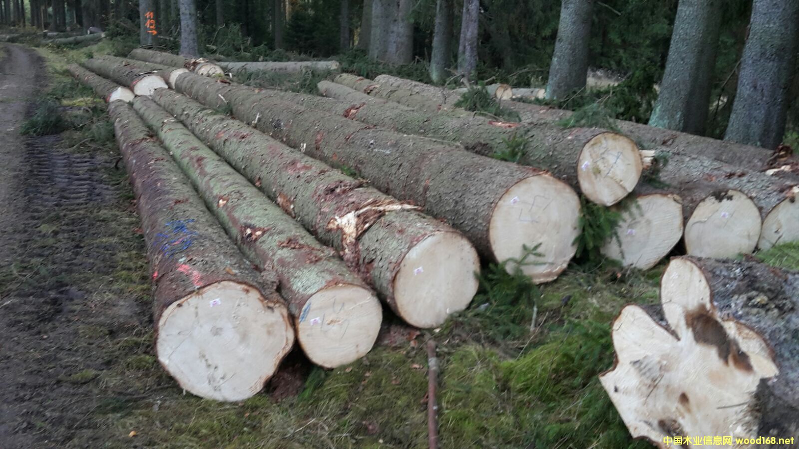 �����ɣ���ɼ