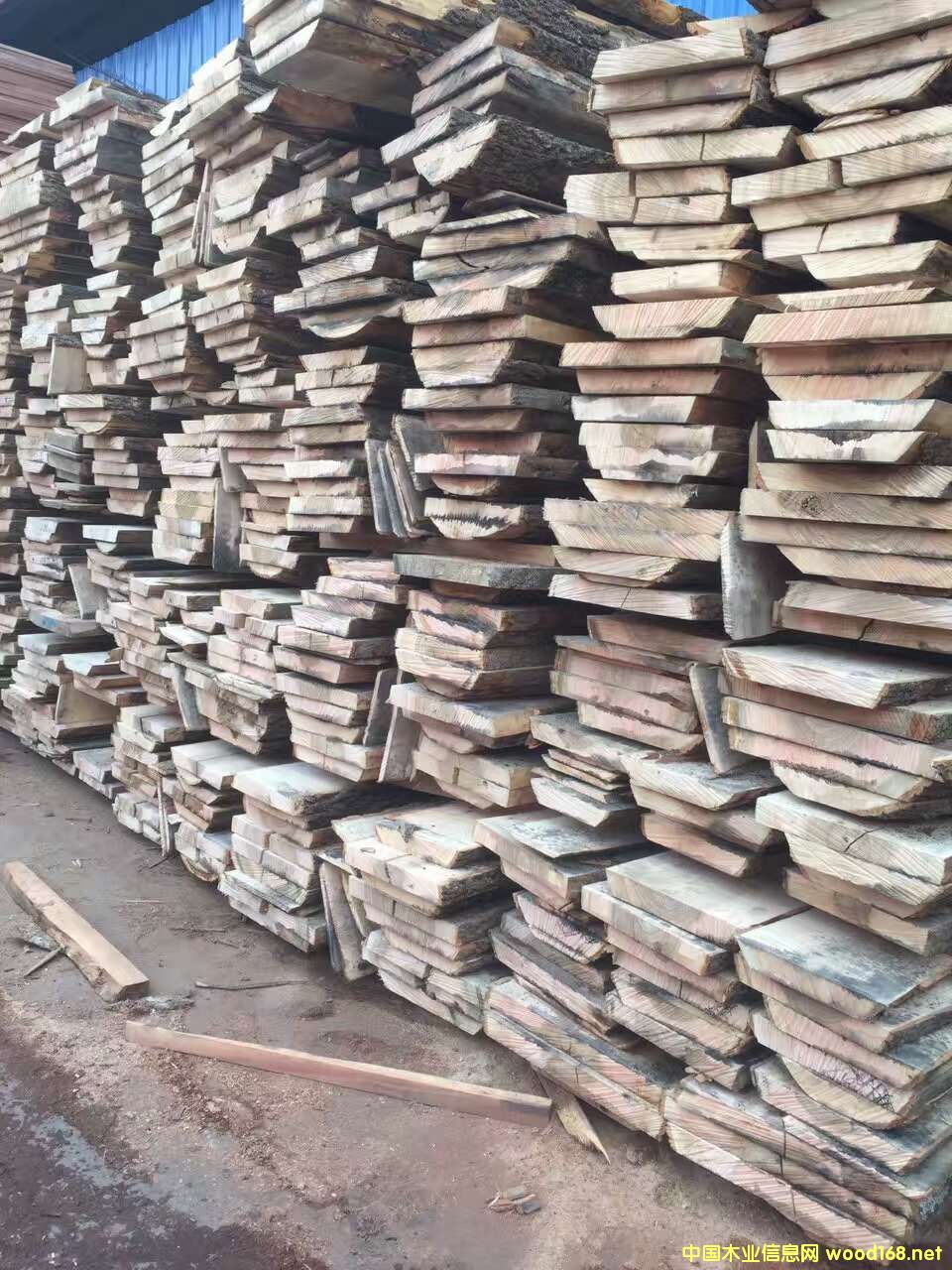 白蠟木的詳細介紹