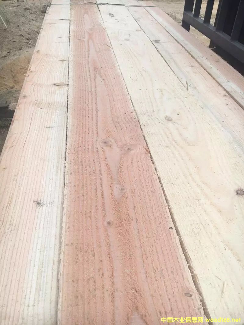 花旗松的詳細介紹