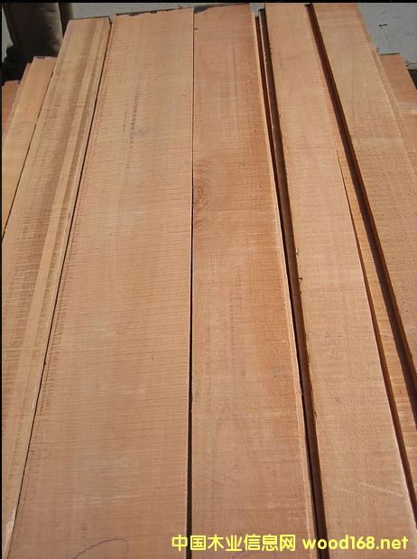 Cedrela odorata �����㴻