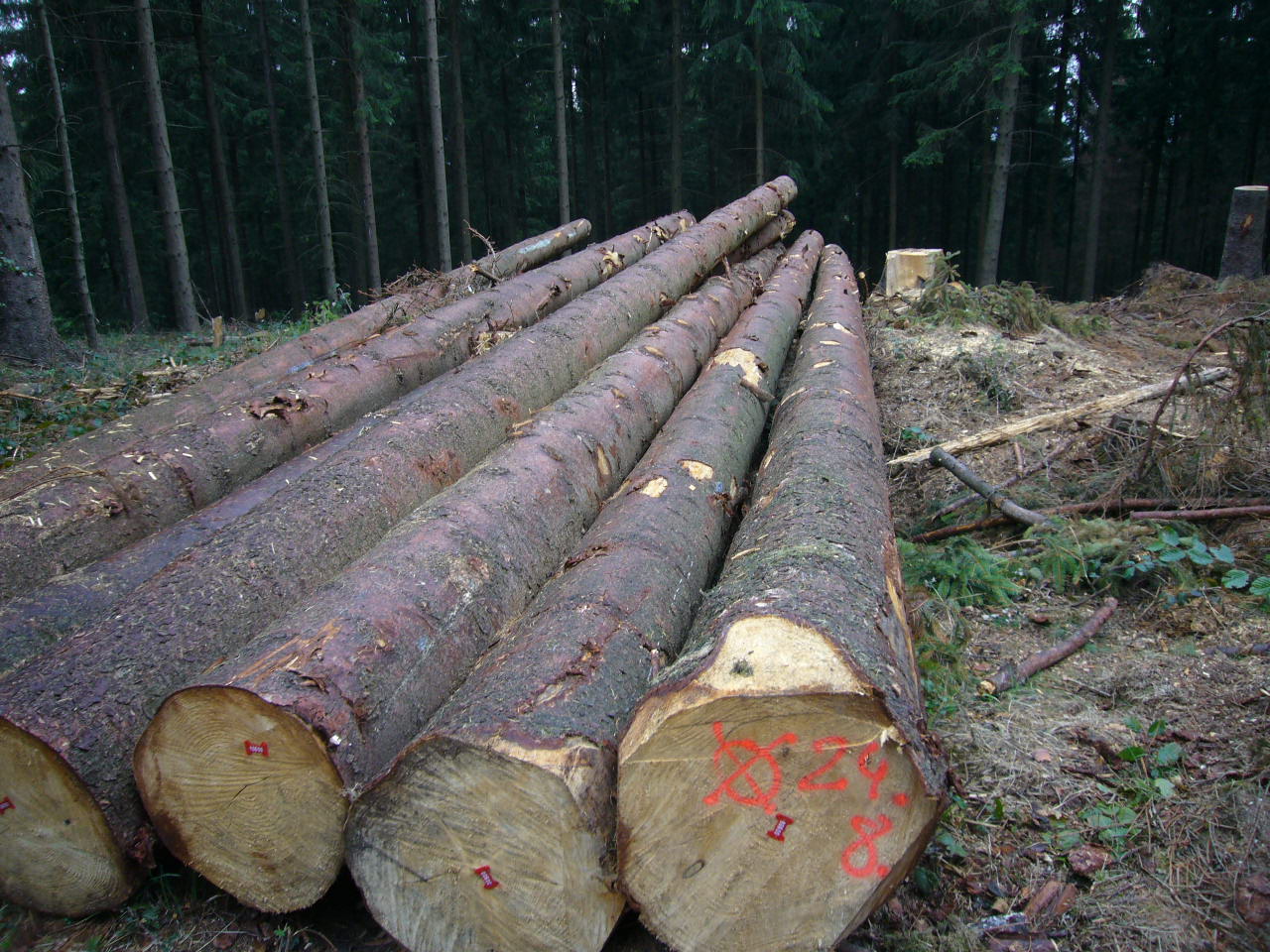 [��] ����ɼԭľ��؛