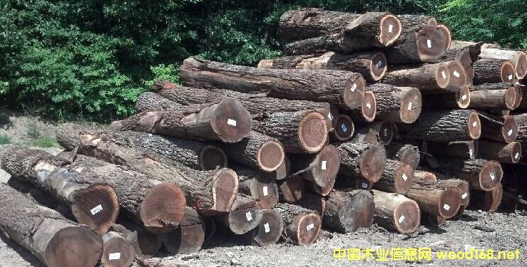 黑胡桃的詳細介紹