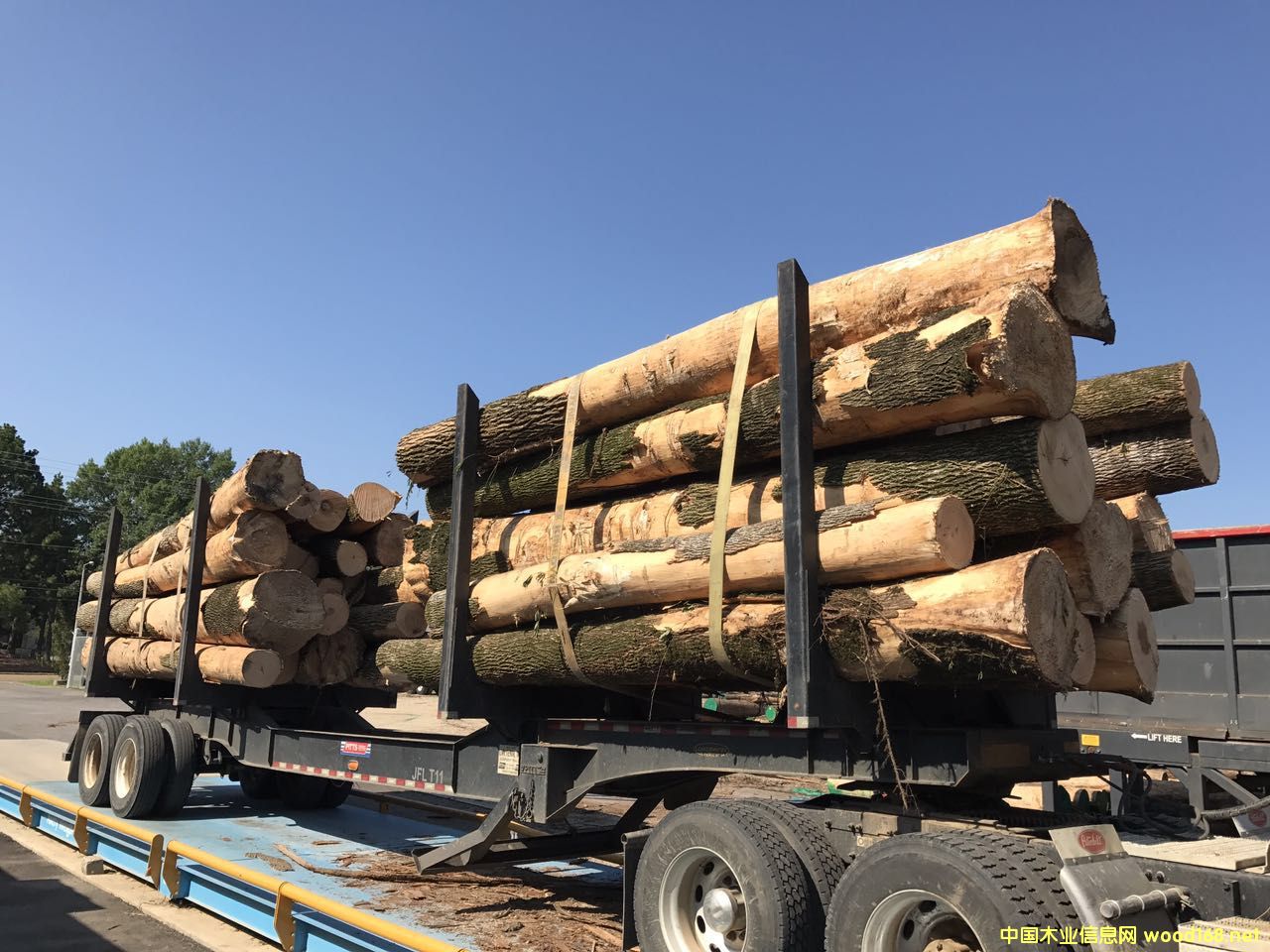 白蠟木的詳細介紹