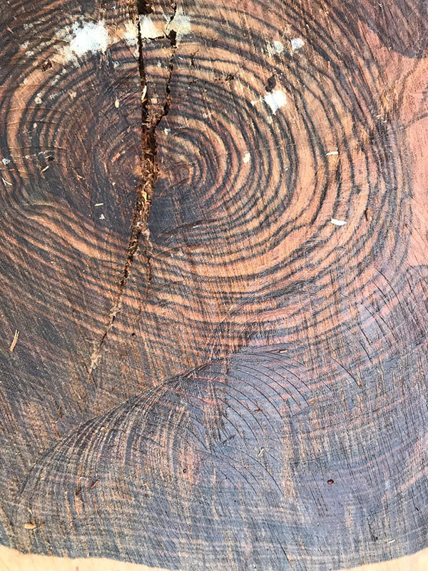 �ڶ���ľ-CHECHEN