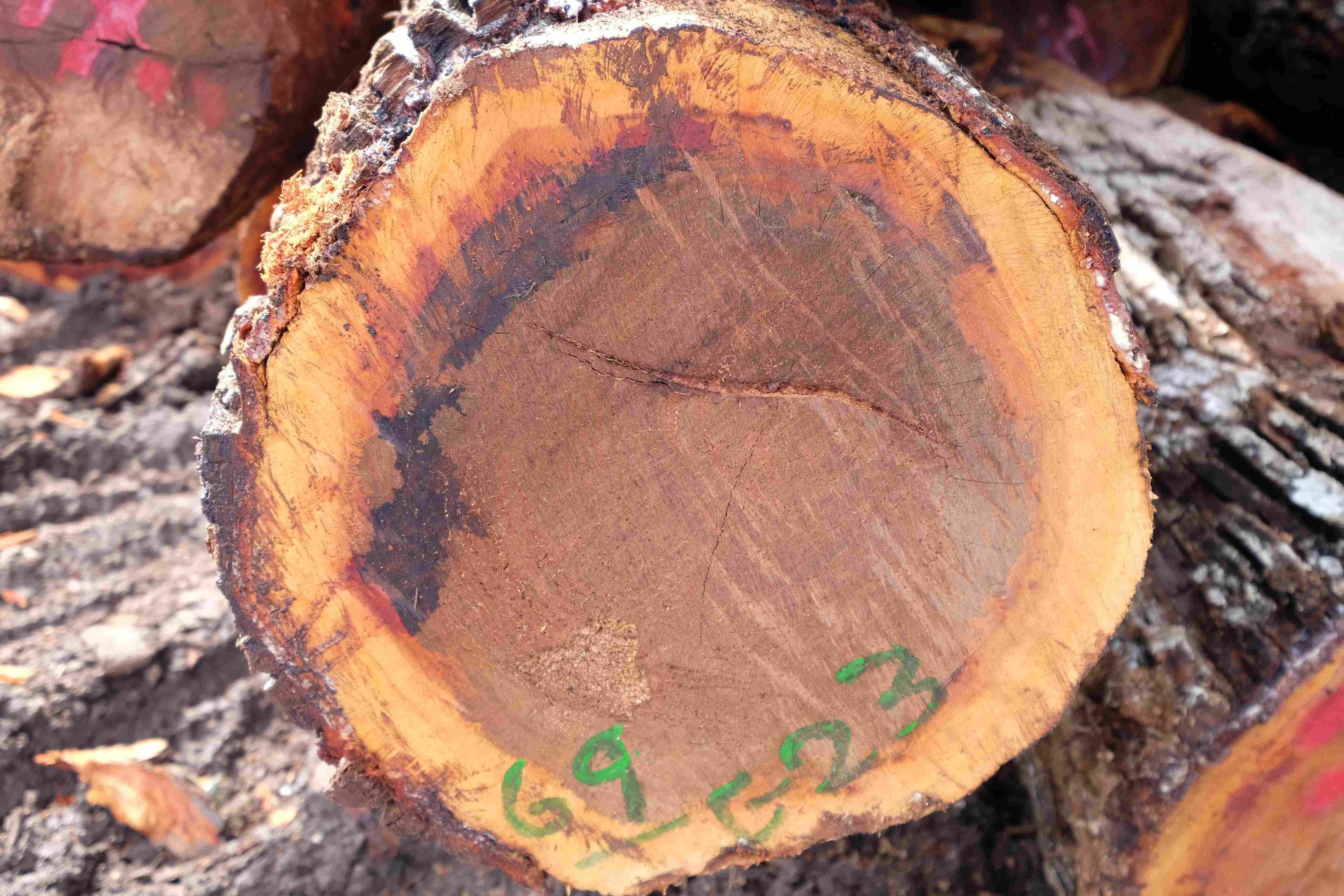 ​���Ĺ���(sh��) (CHICOZAPOTE)