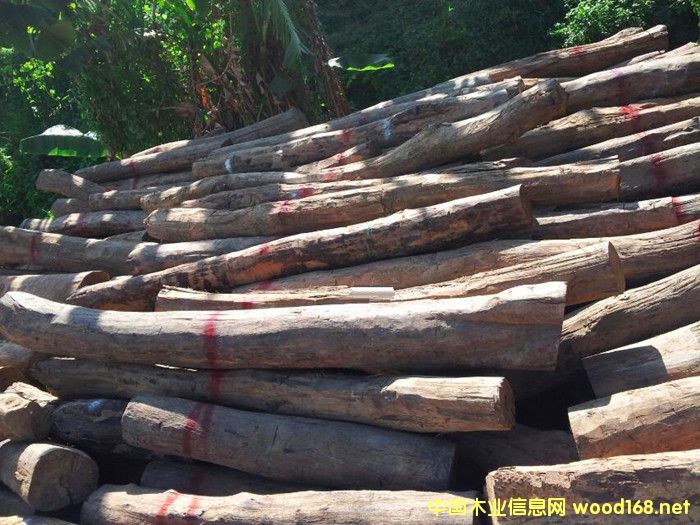 �����M�ھ������֦ԭľ