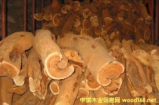 �����M��̴��ľԭľ