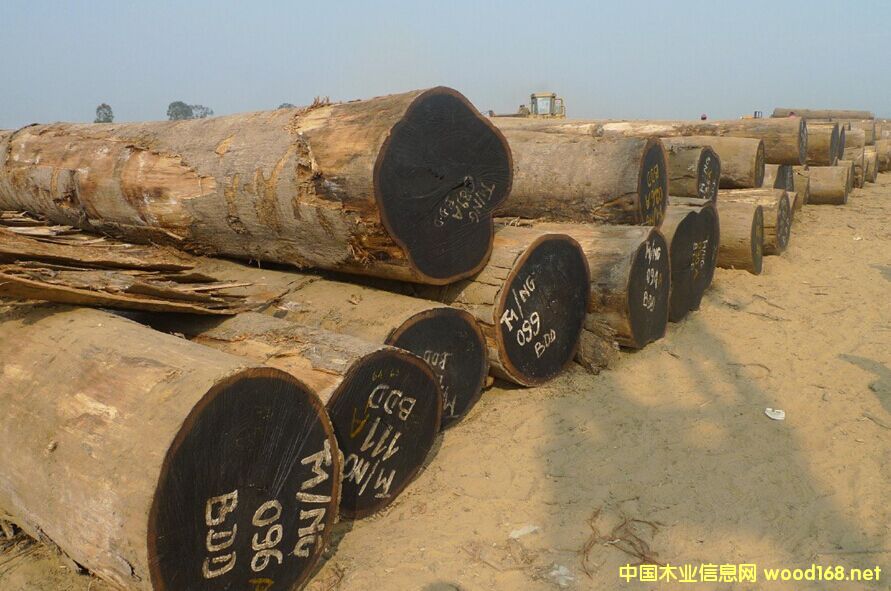 �����M�ھ��黨��ľԭľ