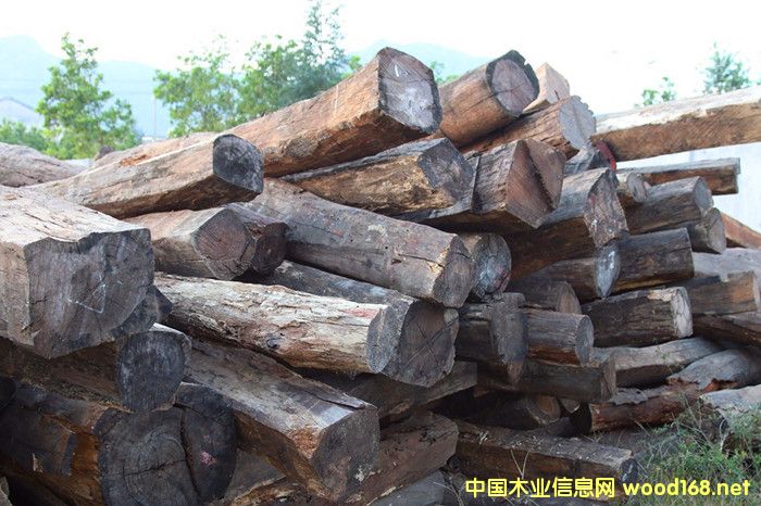 �����M�ھ�����֦����֦ԭľ