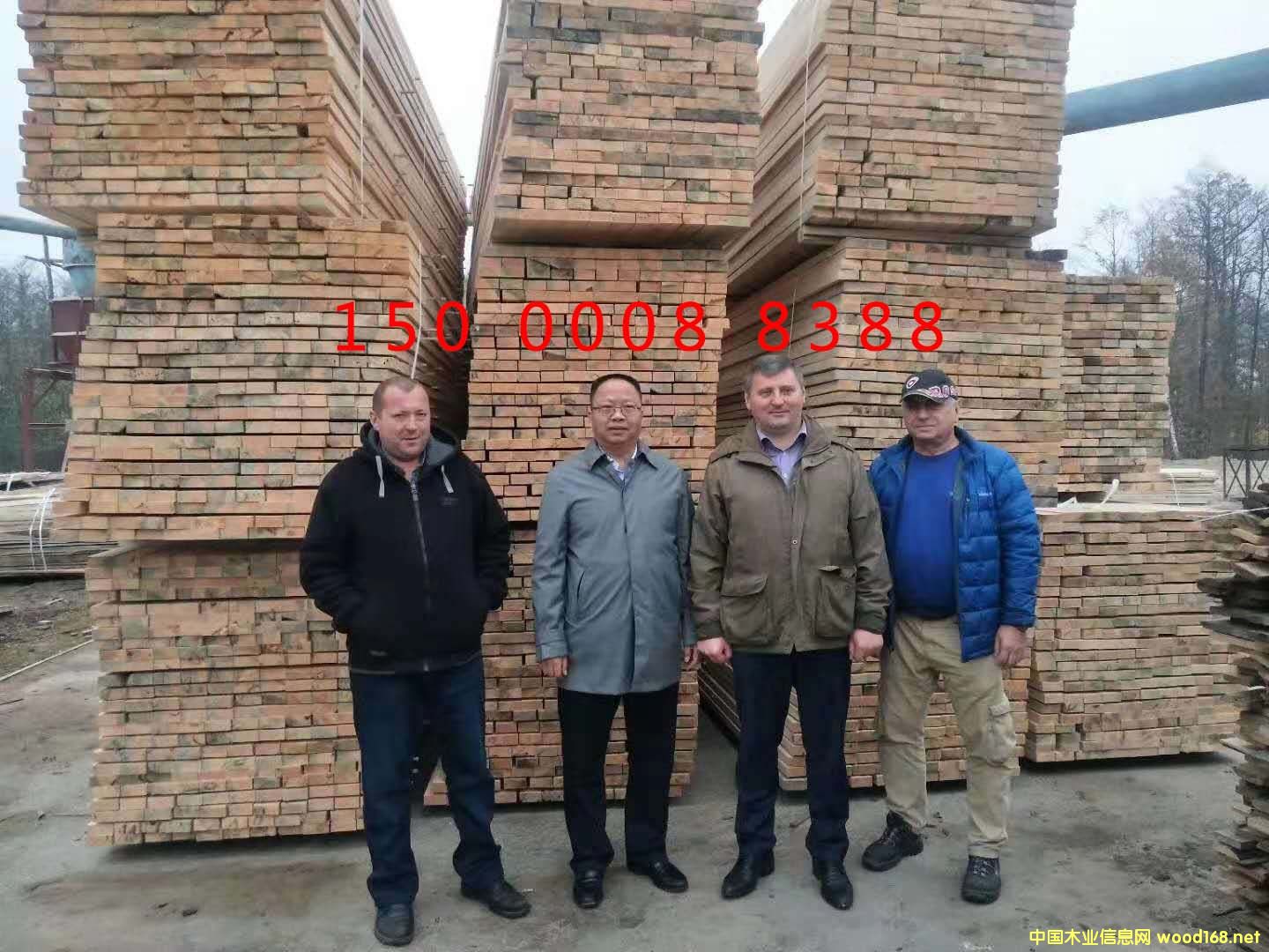 輻射松的詳細介紹