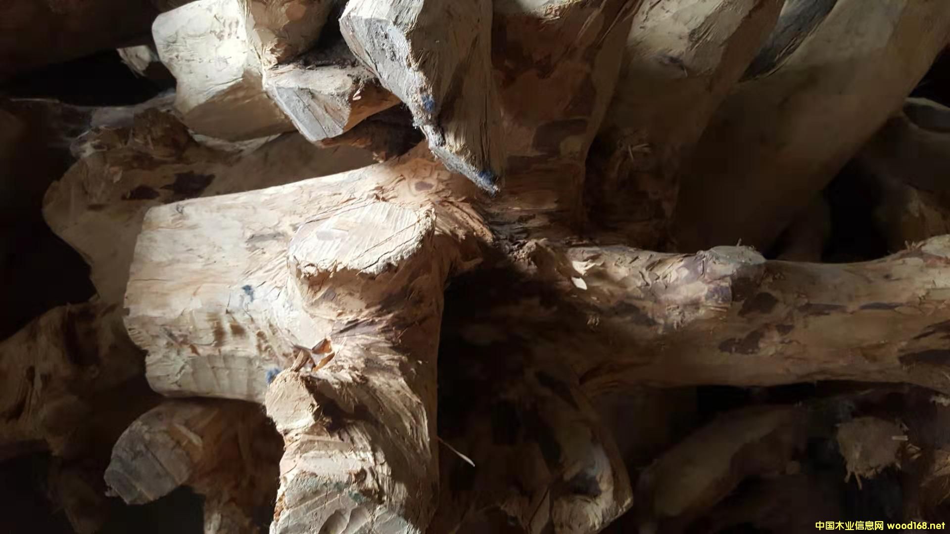 檀香木的詳細介紹