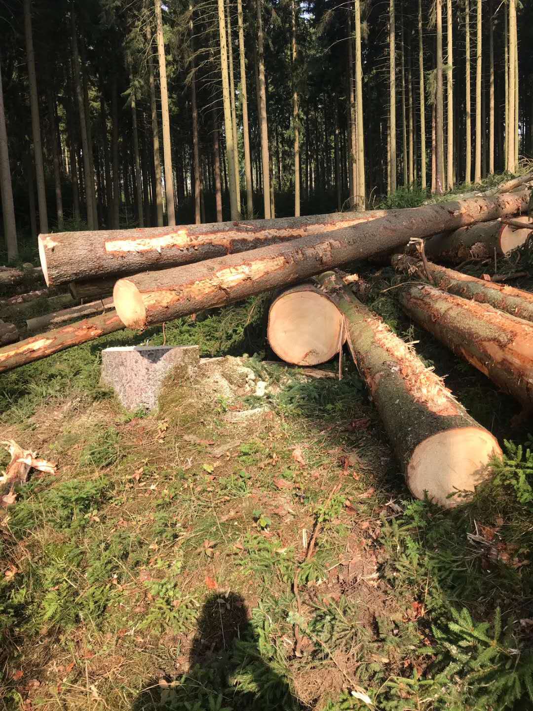 [��] ����ɼԭľ��؛