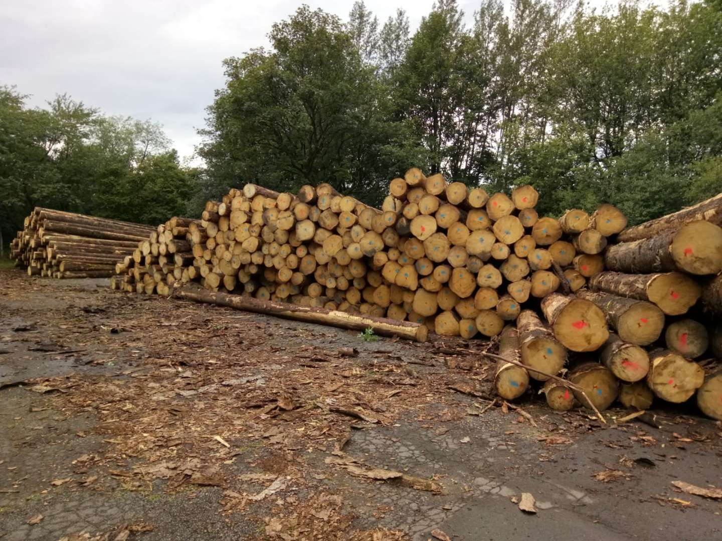 [��] �W�޵�������ɼԭľ��؛