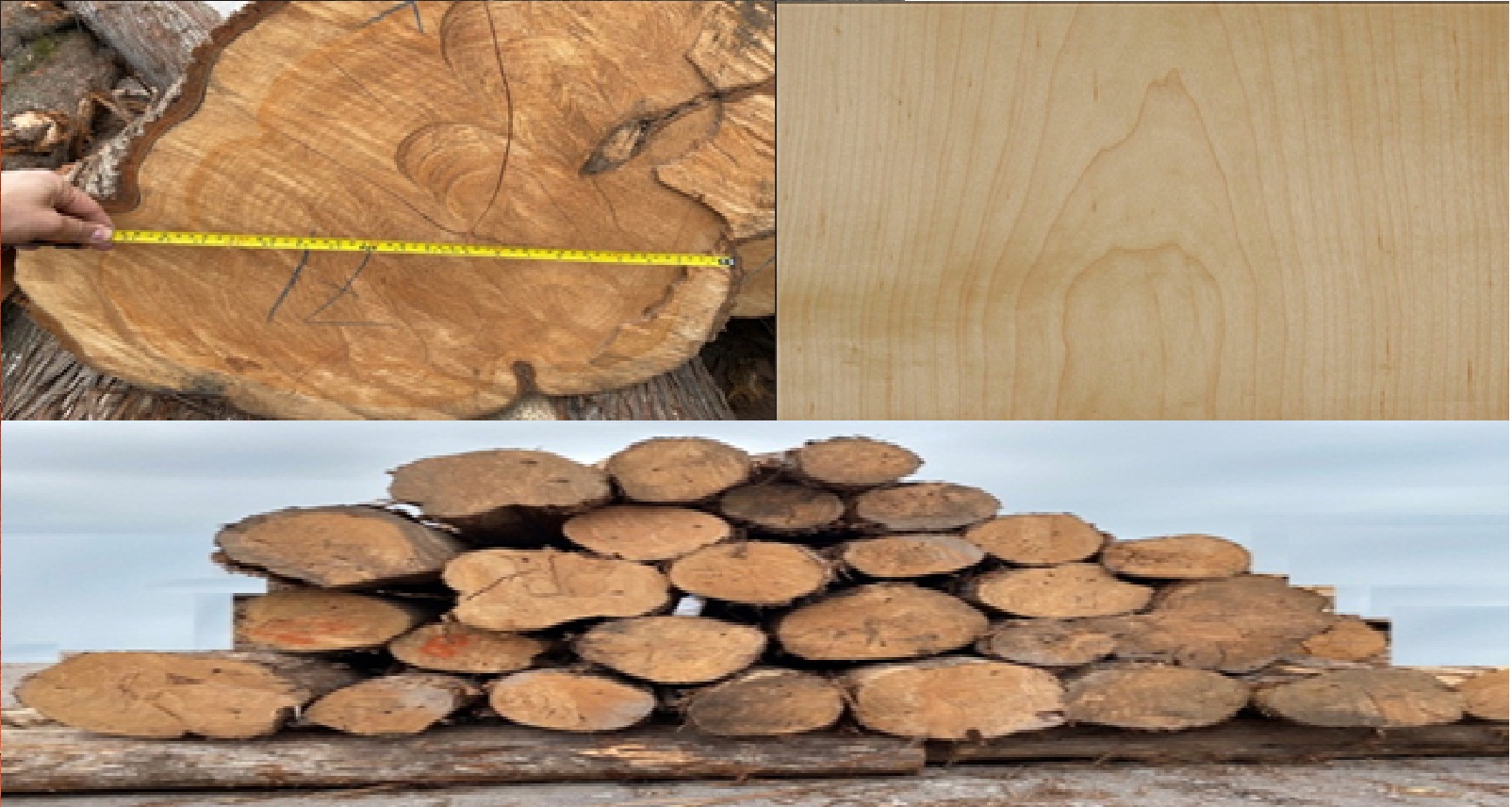 ���ľ(cypress)