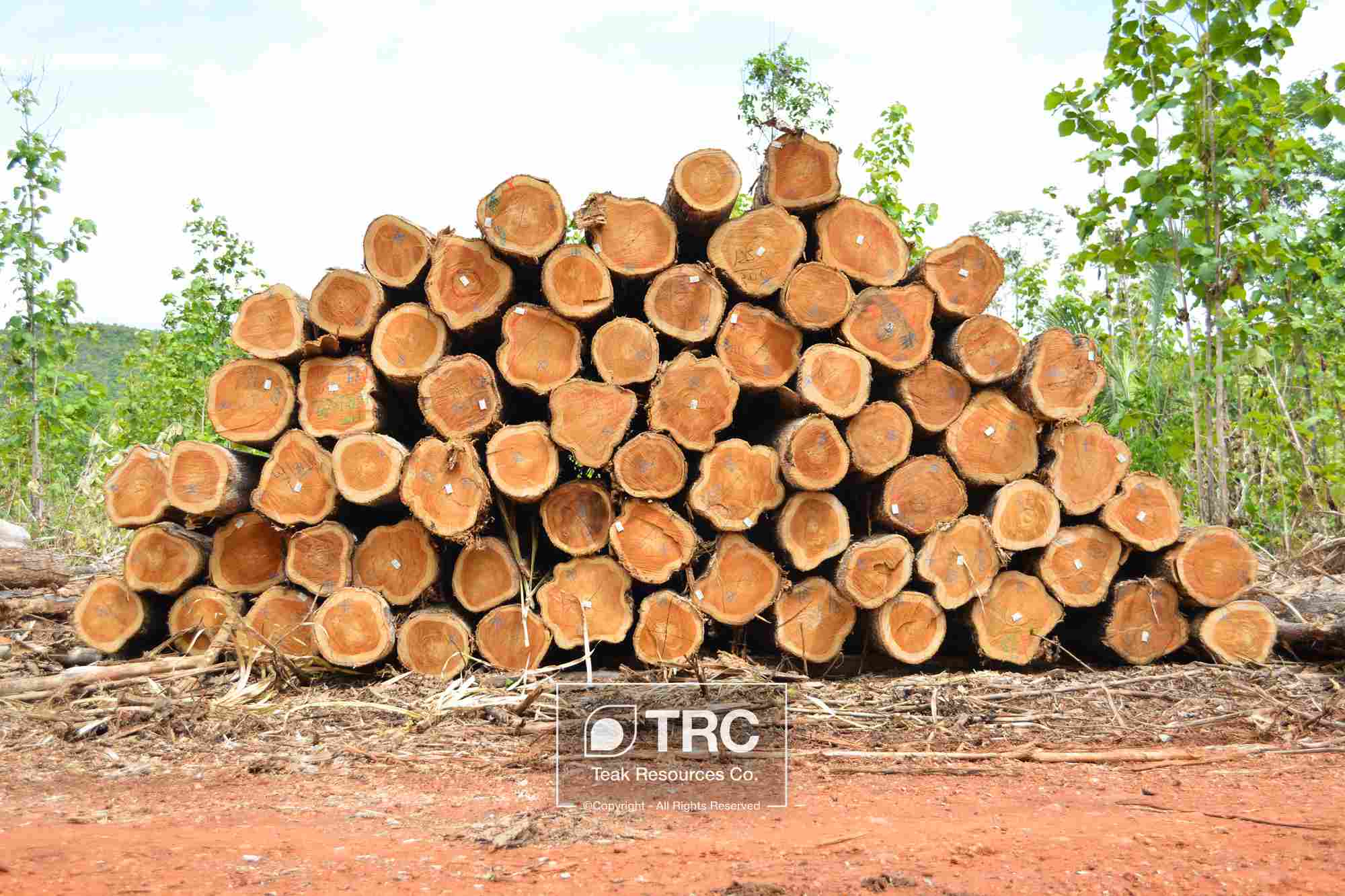 FSC ��ľƤ�ȼ�(j��) ��ľԭľ Veneer Teak log