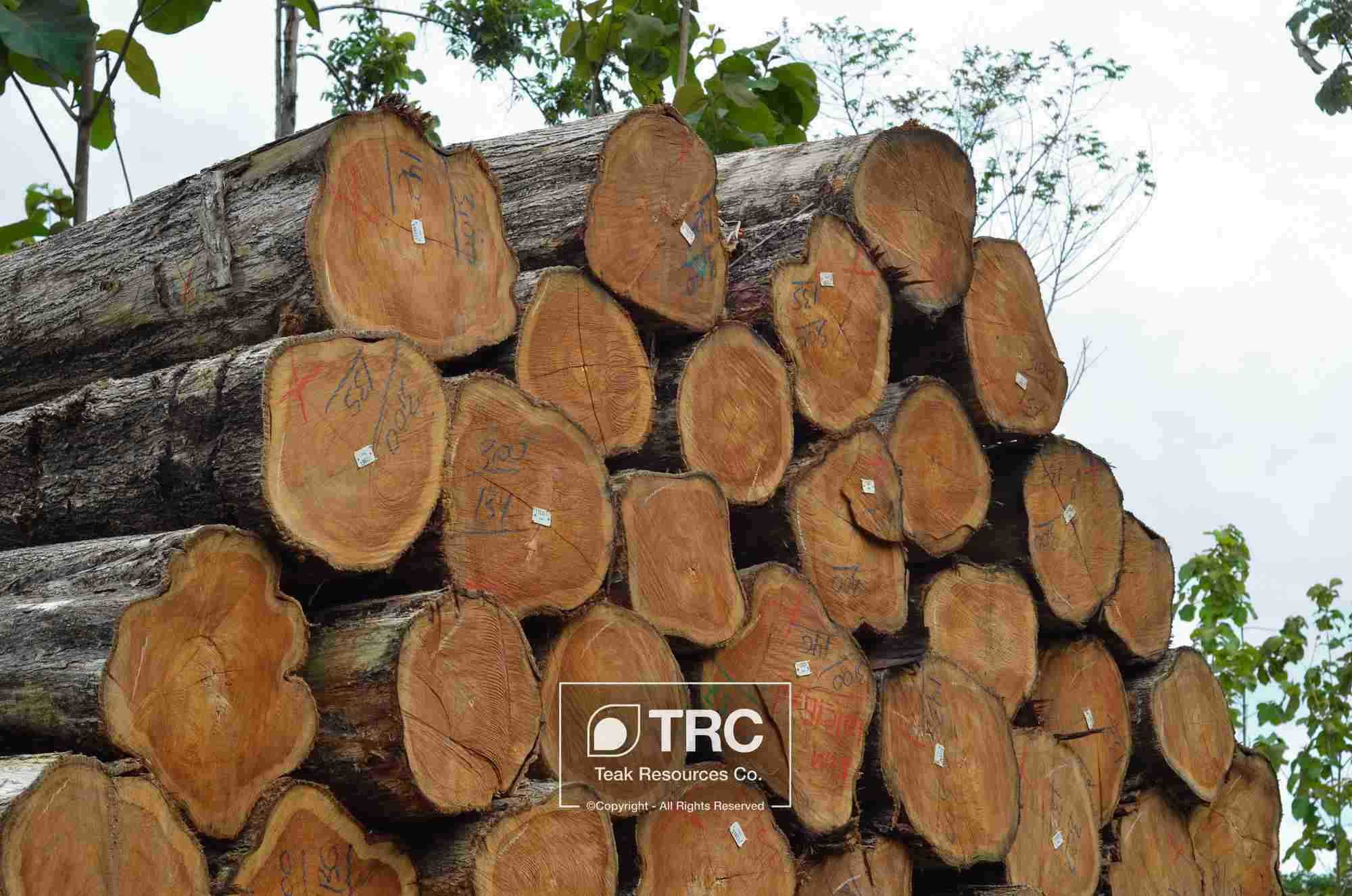 FSC ��ľԭľ Teak log