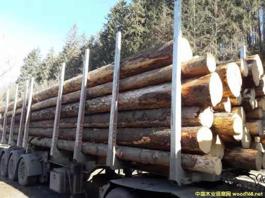 原木的詳細介紹