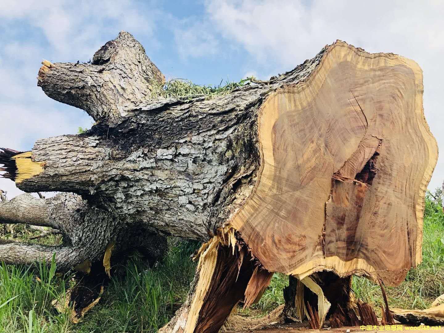 ��䡢����ľ