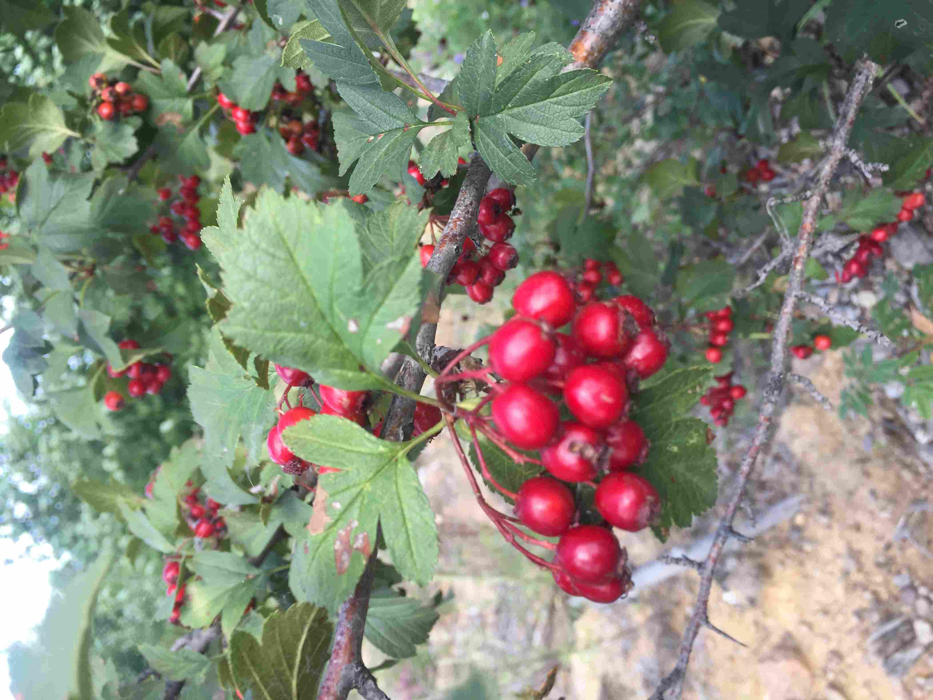 �����ɡ����� ë�l