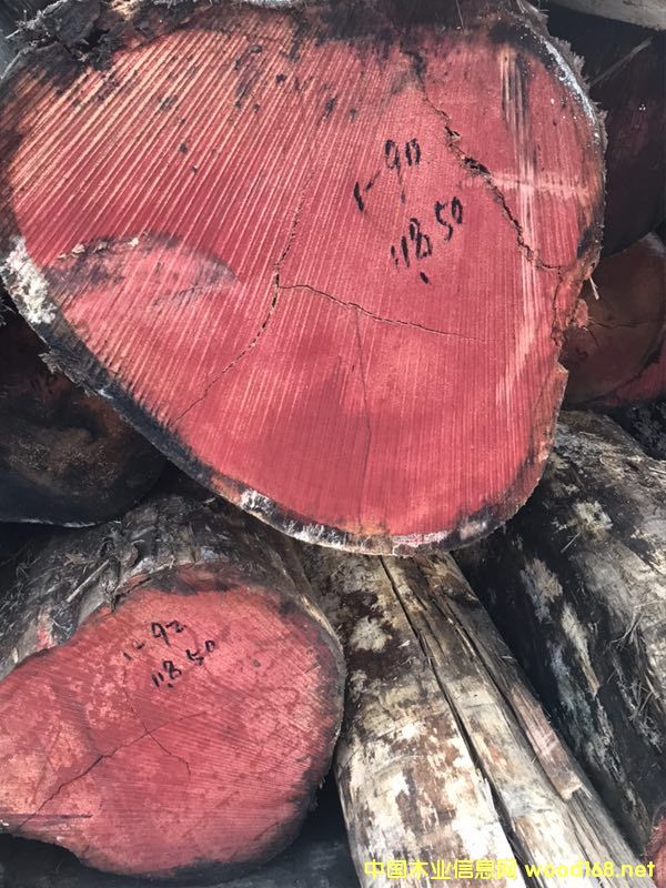 桉木的詳細介紹