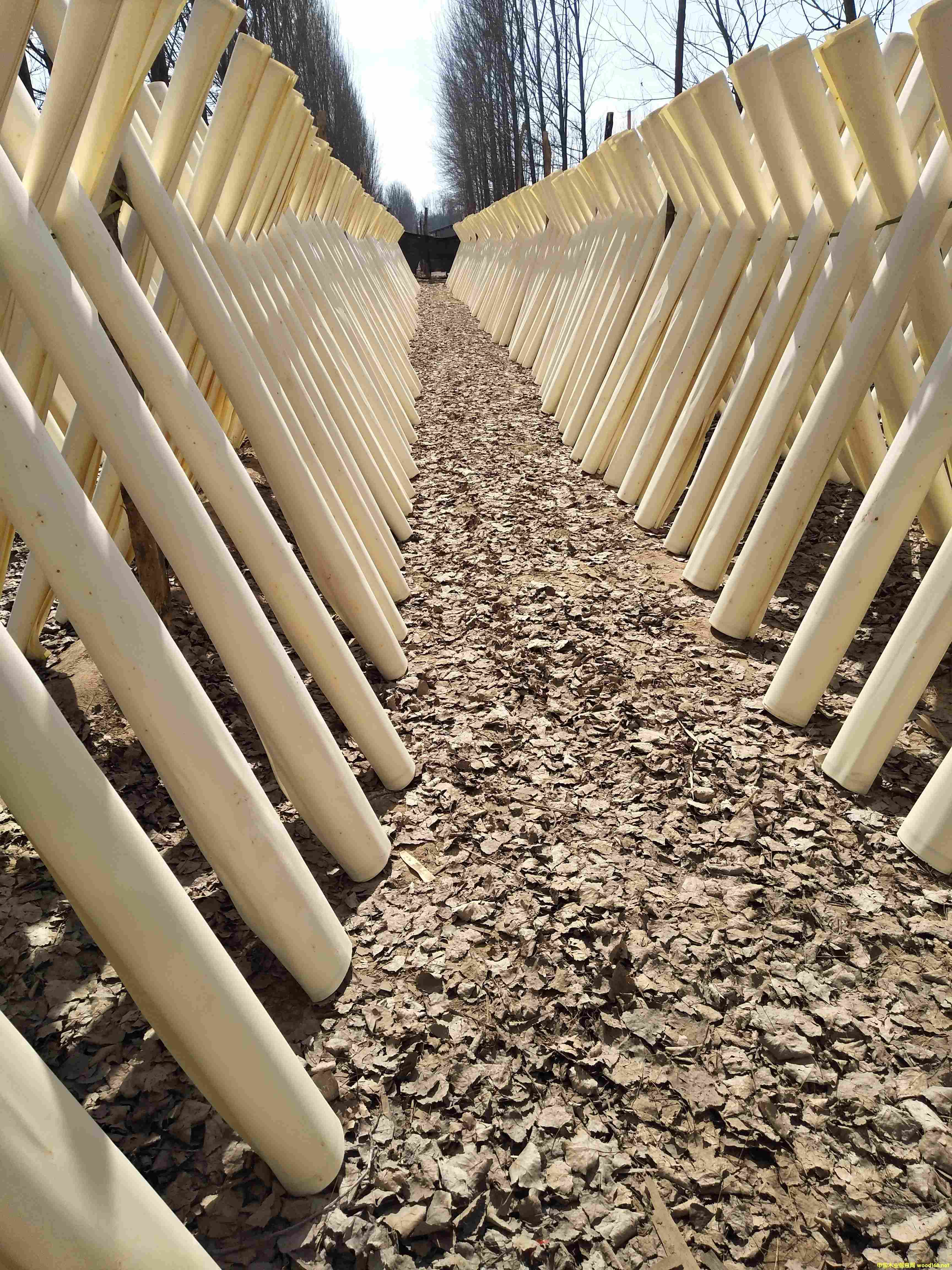 ��ľƯ�׵�Ԕ����B