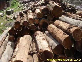 [��] �����M�ڴ��~��˼ľ��ACACIA����˼ľԭľ