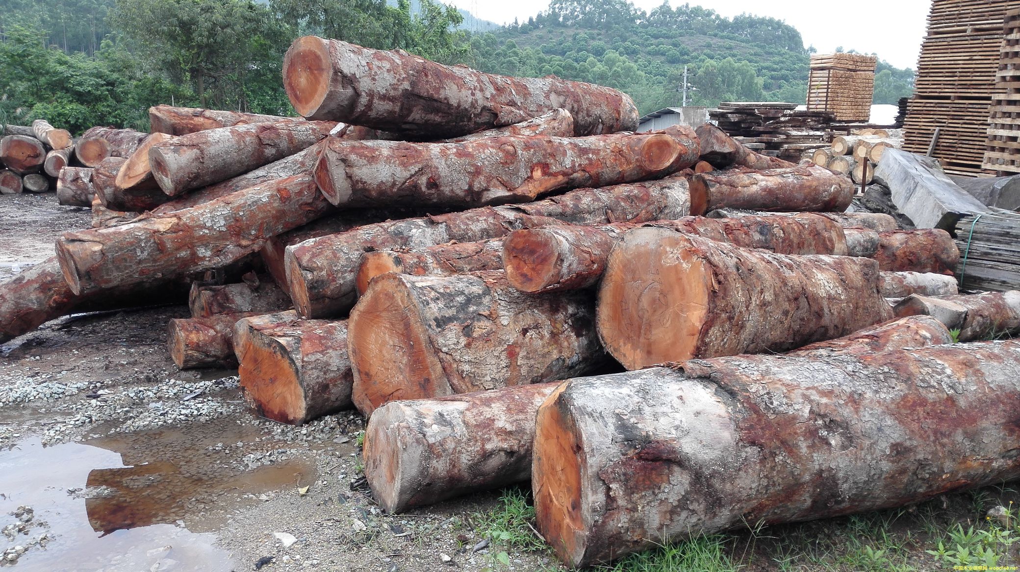 [��] �����һ�оľ���һ��İ�ģ���mahogany,���~�һ����������һ���