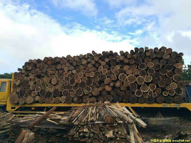 [��] �����M�ڴ��~��˼ľ��ACACIA����˼ľԭľ