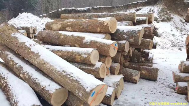 ��Ϟԭľ��Ԕ��(x��)��B