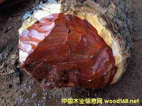 Ѫ̴���������ı���؟���Ƿ������Ї�ľ���Q���̪��ԳГ���