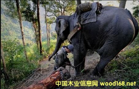 �ϓ�ľ��​����ǰ����D���Ʒľ��Ʒ