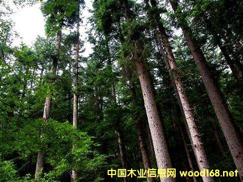 �������Ռ��ݵ�ľ���YԴ�Լ�ľ�ļӹ��I����