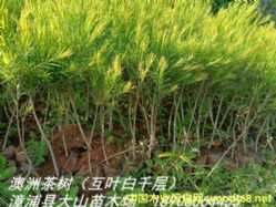 ���޲�以�~��ǧ����