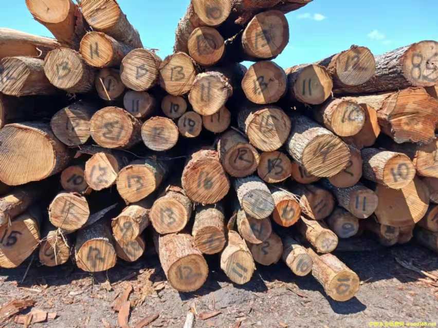 ����Ӳ�sľԭľ