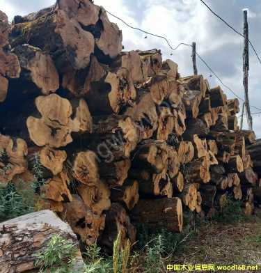 [��] ������ľ�I������ϙ�ľԭľ��Č�ľ���M�ښW�޲˰����_�幤ˇԭ���ϏN�߲�