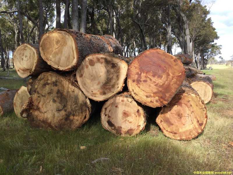 [��] Marri/���~�t��/���~��/���޼t��/��ľ