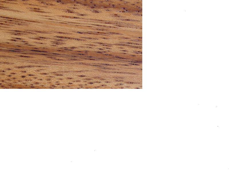 Monkey Pod��Ԕ����B