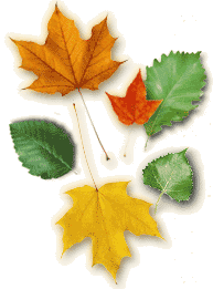 ����ԭľ��ľ�ĵ�Ԕ����B