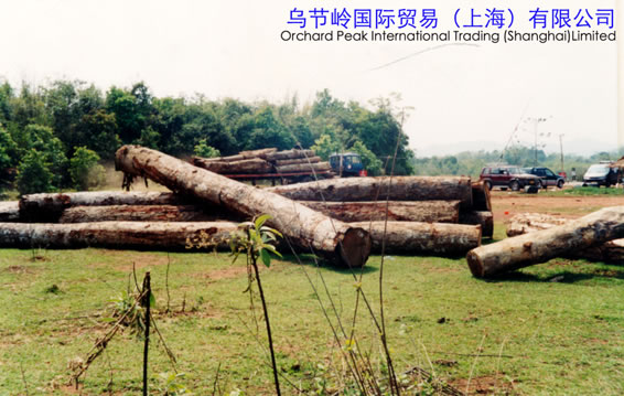 MAKA WOOD��Ԕ����B